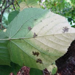 Photographie n°2159588 du taxon Tilia cordata Mill. [1768]