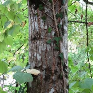 Photographie n°2159591 du taxon Tilia cordata Mill. [1768]