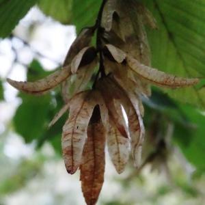 Photographie n°2159594 du taxon Carpinus betulus L. [1753]