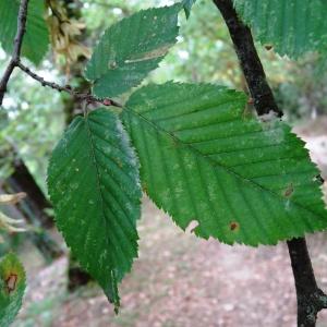 Photographie n°2159595 du taxon Carpinus betulus L. [1753]