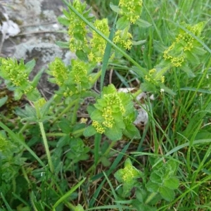 Photographie n°2159617 du taxon Cruciata laevipes Opiz [1852]