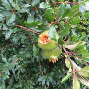 Photographie n°2159639 du taxon Punica granatum L.