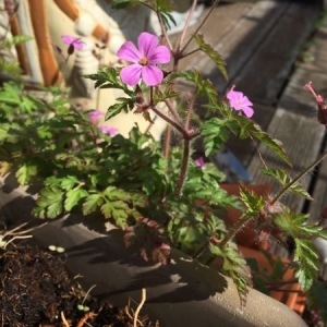 Photographie n°2159658 du taxon Geranium robertianum L. [1753]