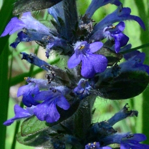 Photographie n°2159669 du taxon Ajuga reptans L. [1753]