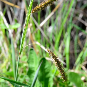Photographie n°2159672 du taxon Carex flacca Schreb. [1771]