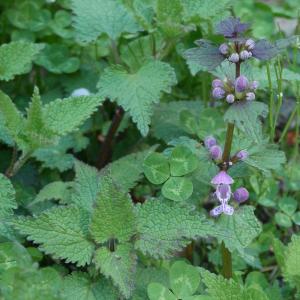 Photographie n°2159679 du taxon Lamium maculatum (L.) L. [1763]