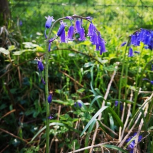 Photographie n°2159694 du taxon Hyacinthoides non-scripta (L.) Chouard ex Rothm. [1944]