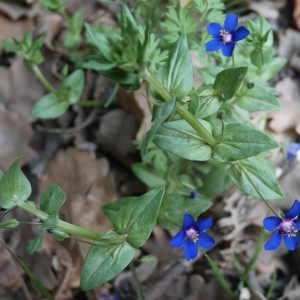 Photographie n°2160179 du taxon Lysimachia foemina (Mill.) U.Manns & Anderb.