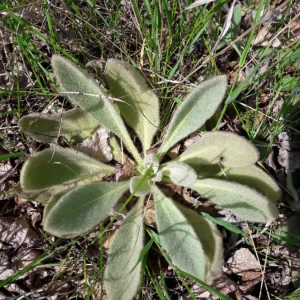 Photographie n°2160207 du taxon Verbascum thapsus L. [1753]