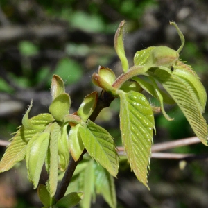 Photographie n°2160212 du taxon Castanea sativa Mill. [1768]