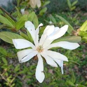 Photographie n°2160264 du taxon Magnolia stellata (Siebold & Zucc.) Maxim. [1872]