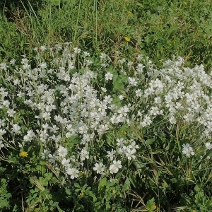 Photographie n°2160296 du taxon Cerastium arvense subsp. suffruticosum (L.) Ces. [1844]