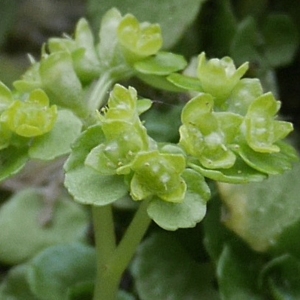 Photographie n°2160343 du taxon Chrysosplenium oppositifolium L. [1753]