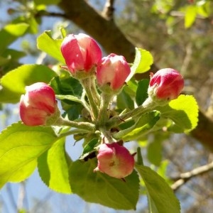 Photographie n°2160365 du taxon Malus sylvestris Mill. [1768]