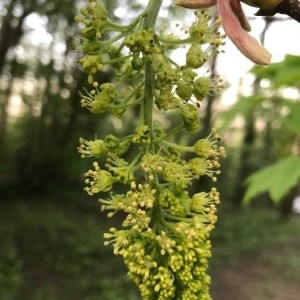 Photographie n°2160401 du taxon Acer pseudoplatanus L. [1753]