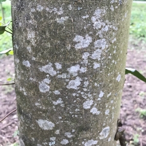 Photographie n°2160402 du taxon Acer pseudoplatanus L. [1753]