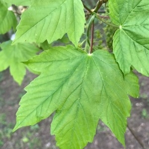 Photographie n°2160403 du taxon Acer pseudoplatanus L. [1753]