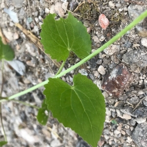 Photographie n°2160407 du taxon Lunaria annua L. [1753]