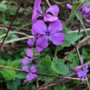 Photographie n°2160408 du taxon Lunaria annua L. [1753]