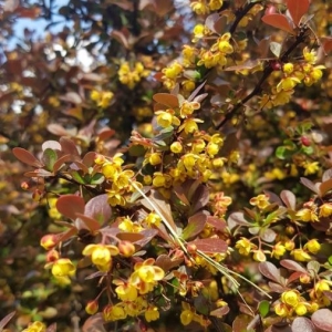 Photographie n°2160409 du taxon Berberis thunbergii DC. [1821]