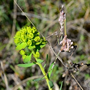 Photographie n°2160418 du taxon Euphorbia seguieriana Neck. [1770]