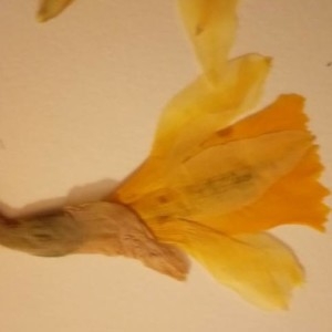 Photographie n°2160424 du taxon Narcissus pseudonarcissus L.