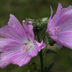 Photographie n°2160432 du taxon Malva alcea L. [1753]