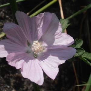 Photographie n°2160454 du taxon Malva alcea L. [1753]