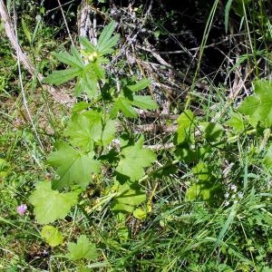 Photographie n°2160461 du taxon Malva alcea L. [1753]