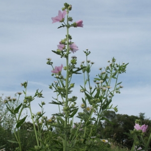 Photographie n°2160469 du taxon Malva alcea L. [1753]