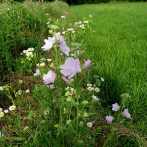 Photographie n°2160471 du taxon Malva alcea L. [1753]