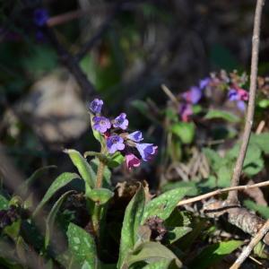 Photographie n°2160483 du taxon Pulmonaria L. [1753]