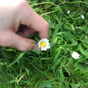 Photographie n°2160504 du taxon Bellis perennis L. [1753]