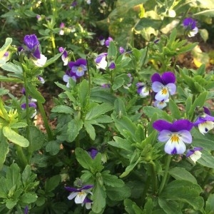 Photographie n°2160510 du taxon Viola tricolor L. [1753]