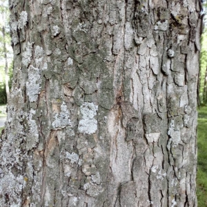 Photographie n°2160522 du taxon Acer pseudoplatanus L. [1753]