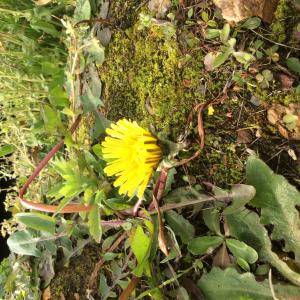 Photographie n°2160950 du taxon Taraxacum F.H.Wigg. [1780]