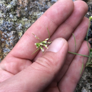 Photographie n°2161462 du taxon Arabidopsis thaliana (L.) Heynh. [1842]