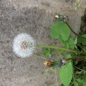 Photographie n°2162013 du taxon Taraxacum F.H.Wigg. [1780]