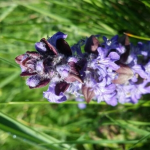 Photographie n°2166110 du taxon Ajuga reptans L. [1753]