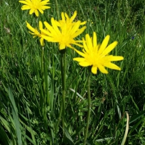 Photographie n°2166120 du taxon Tragopogon pratensis L. [1753]