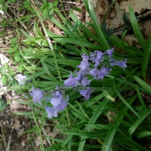 Photographie n°2166123 du taxon Hyacinthoides non-scripta (L.) Chouard ex Rothm. [1944]