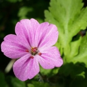 Photographie n°2166125 du taxon Geranium robertianum L. [1753]