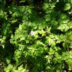 Photographie n°2166127 du taxon Geranium robertianum L. [1753]