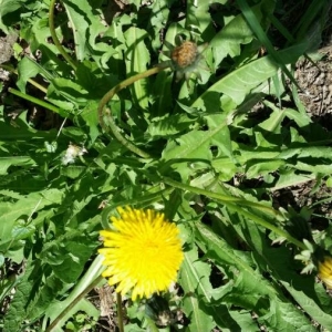 Photographie n°2166132 du taxon Taraxacum officinale F.H.Wigg. [1780]