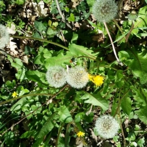 Photographie n°2166135 du taxon Taraxacum officinale F.H.Wigg. [1780]