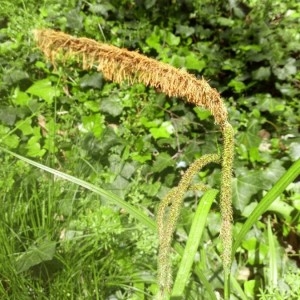 Photographie n°2166146 du taxon Carex riparia Curtis [1783]