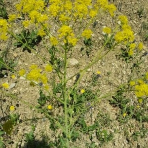 Photographie n°2166171 du taxon Isatis tinctoria L. [1753]