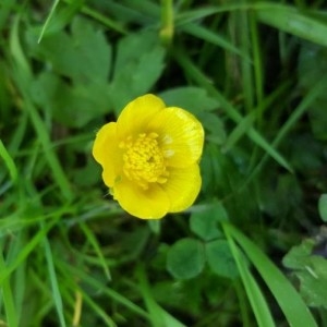 Photographie n°2166175 du taxon Ranunculus repens L. [1753]