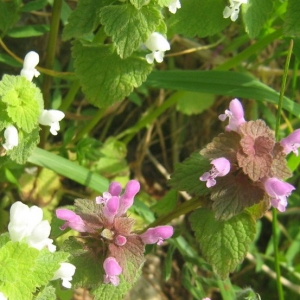 Photographie n°2166220 du taxon Lamium purpureum L. [1753]