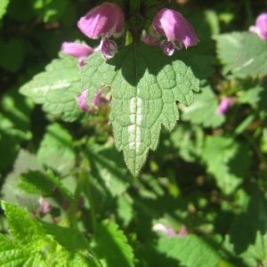 Photographie n°2166223 du taxon Lamium maculatum (L.) L. [1763]